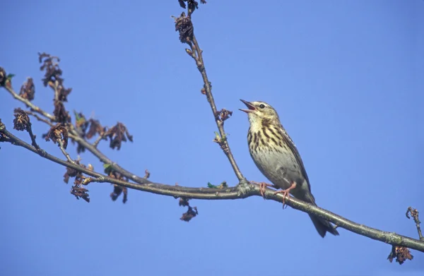 Tree pipit, Anthus trivialis — Stock Photo, Image