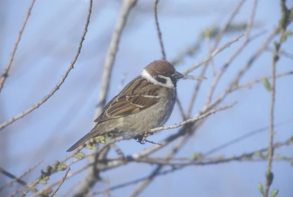 Passero albero, Passer montanus — Foto Stock