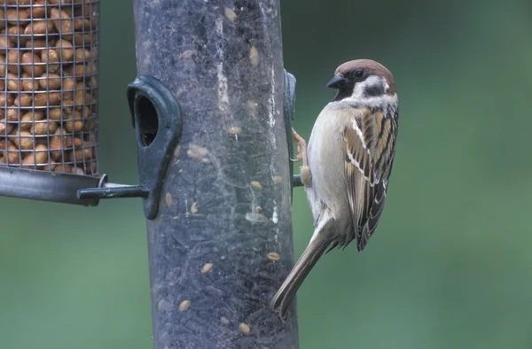 Drzewo Wróbel, passer montanus — Zdjęcie stockowe