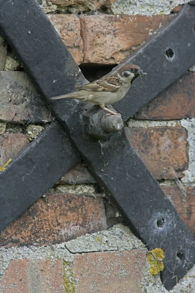 Tree sparrow, Passer montanus — Stock Photo, Image