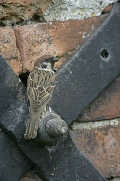 Tree sparrow, Passer montanus — Stock Photo, Image