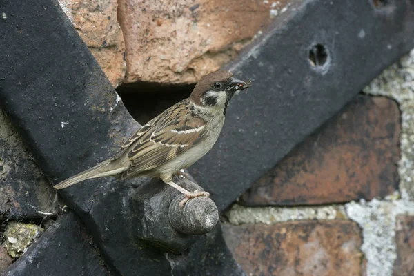 Ringmus, passer montanus — Stockfoto