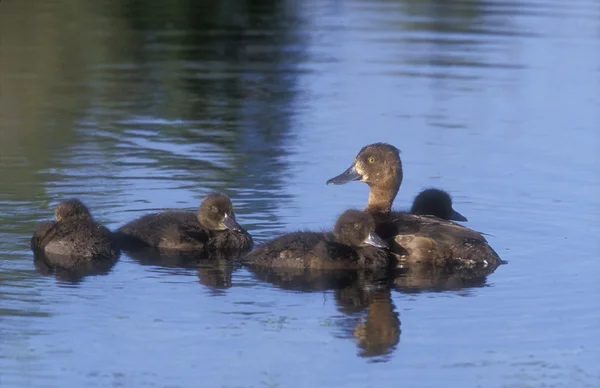 Tufted kacsa, Aythya fuligula — Stock Fotó