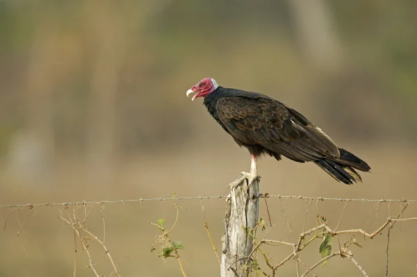 Turkey vulture, Cathartes aura — Stock Photo, Image
