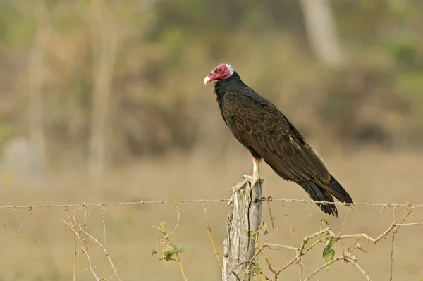 Turkey vulture, Cathartes aura — Stock Photo, Image