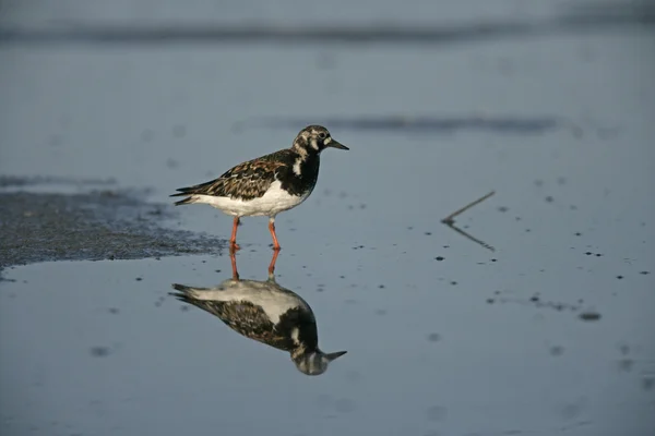 Turnstone, Αρενάρια interpres — Φωτογραφία Αρχείου