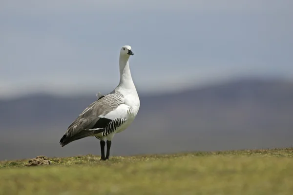 Hochlandgans, chloephaga picta — Stockfoto