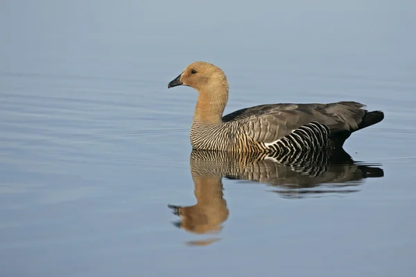 Hooggelegen gans, chloephaga picta — Stockfoto