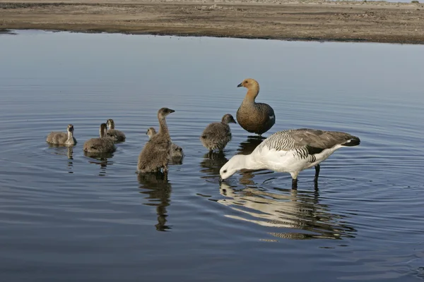 Upland goose, Chloephaga picta — Stock Photo, Image