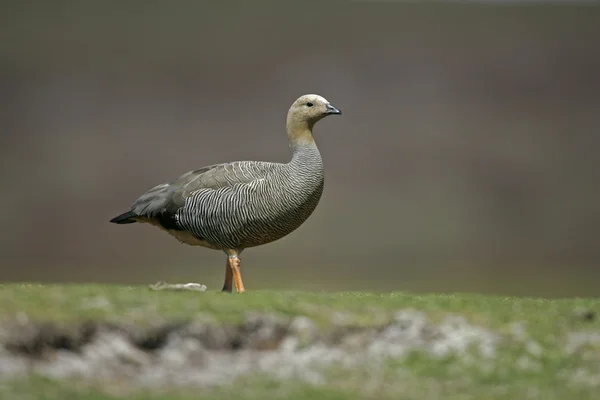 Upland goose, Chloephaga picta — Stock Photo, Image