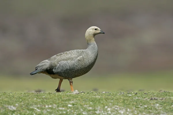 Höglänta gås, chloephaga picta — Stockfoto