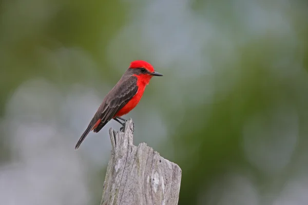 Vermilion flycatcher, Pyrocephalus rubinus — Stock Photo, Image