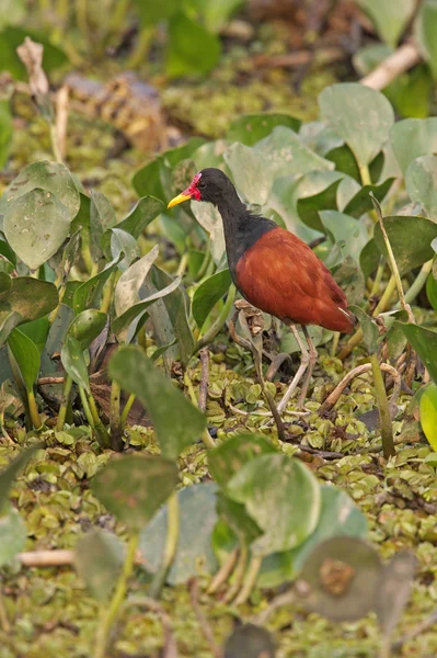 Wattled jacana, Jacana jacana — Stock Photo, Image