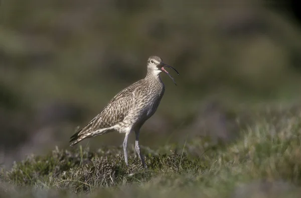 Кульон середній, numenius phaeopus — стокове фото