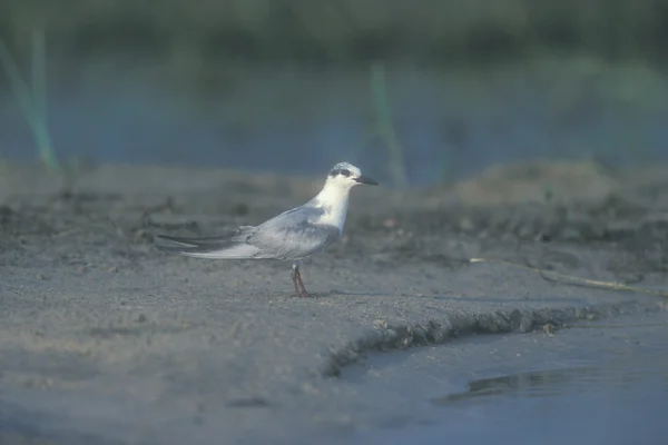 Sterne fouettée, Chlidonias hybridus — Photo