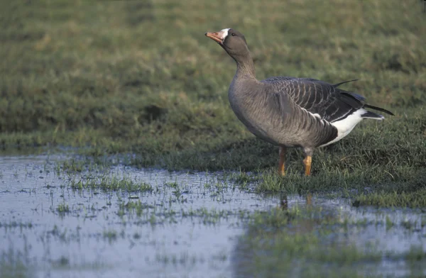 White-fronted goose, Anser albifrons — Stock Photo, Image