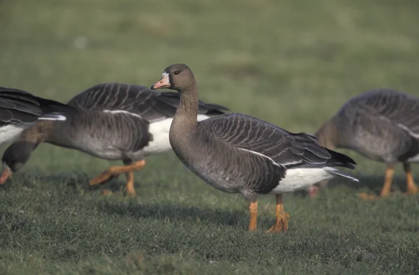 White-fronted goose, Anser albifrons — Stock Photo, Image