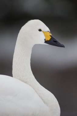 bewicks kuğu, kuğu bewickii