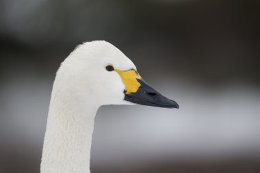 bewicks kuğu, kuğu bewickii