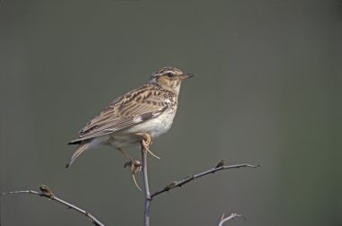 ahşap toygar, lullula arborea,