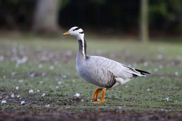 Bar-headed goose, Anser indicus — Stock Photo, Image