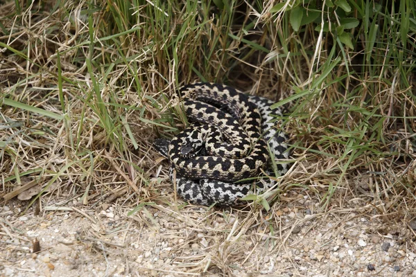 毒蛇や vipera の berus 加算器 — ストック写真