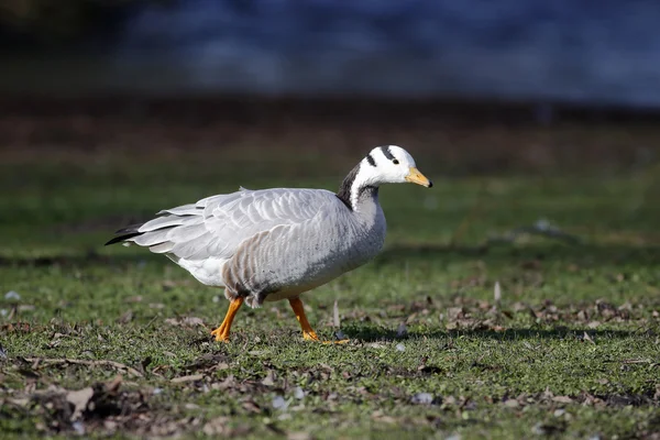 Bar-headed goose, Anser indicus — Stock Photo, Image