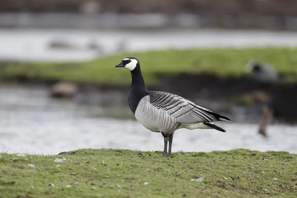 Brandgans, Branta leucopsis — Stockfoto