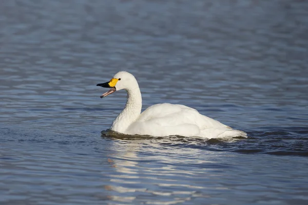 Bewicks labuť, cygnus bewickii — Stock fotografie