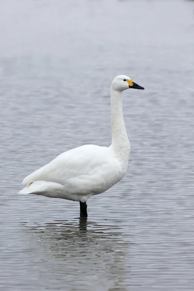 Bewicks swan, Cygnus bewickii — Stock Photo, Image