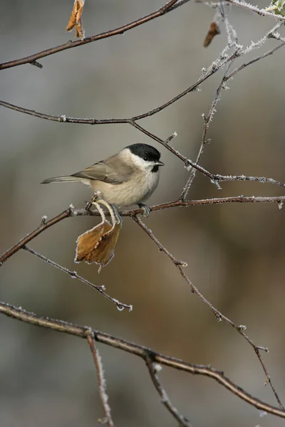 Teta de sauce, Parus montanus — Foto de Stock