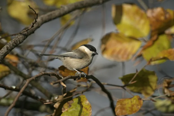 Teta de sauce, Parus montanus —  Fotos de Stock