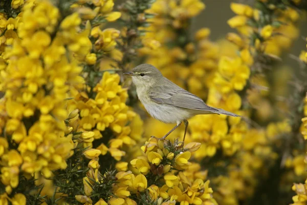 杨柳莺、 phylloscopus 蜂鸟 — 图库照片