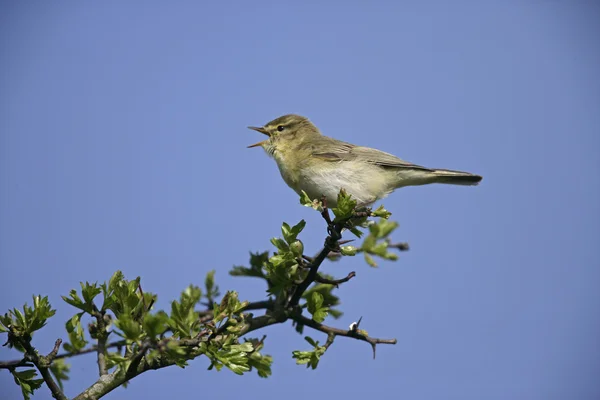 Willow warbler, Phylloscopus trochilus — Stock Photo, Image