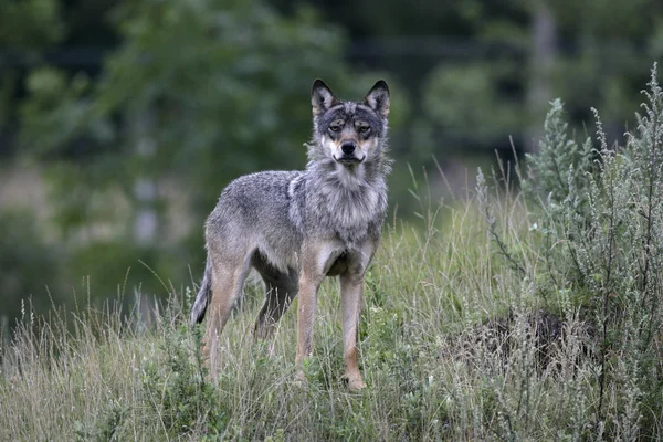 Lobo cinzento, canis lupus — Fotografia de Stock