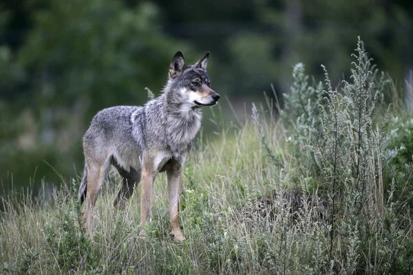 Lobo cinzento, canis lupus — Fotografia de Stock