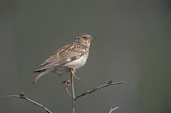 Dřevo skřivan, lullula arborea, — Stock fotografie