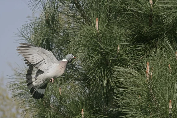 Pombo-de-madeira, Columba palumbus — Fotografia de Stock