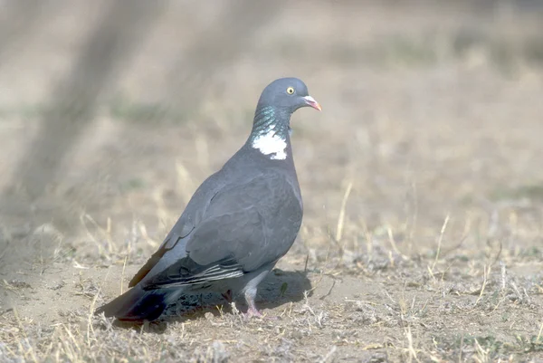 Pigeon des bois, Columba palumbus — Photo