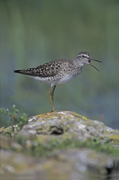 Sandpiper, Tringa glareola, — Stock fotografie