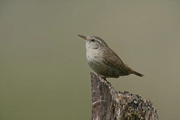 鹪鹩，troglodytes troglodytes — 图库照片