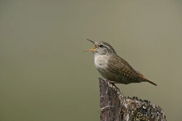 鹪鹩，troglodytes troglodytes — 图库照片