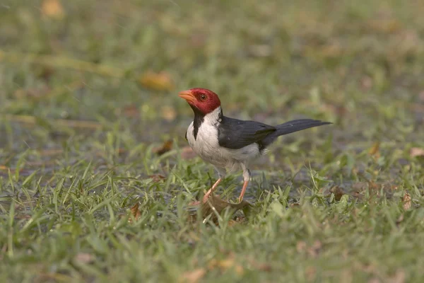 Gulnäbbad kardinal, paroaria capitata — Stockfoto