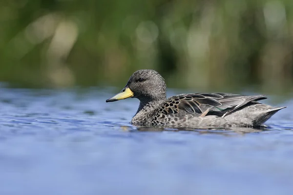 Tallone a becco giallo, Anas flavirostris — Foto Stock