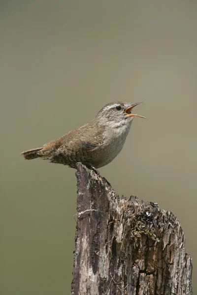 鹪鹩，troglodytes troglodytes — 图库照片