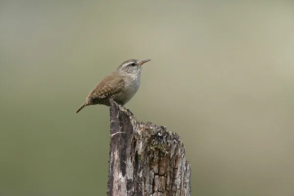 鹪鹩，troglodytes troglodytes — 图库照片