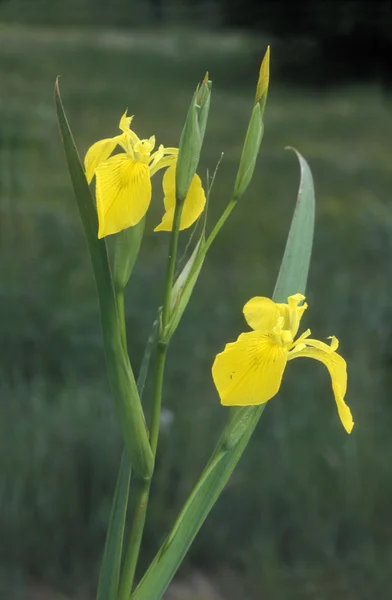 Žlutý iris, iris pseudachorus — Stock fotografie