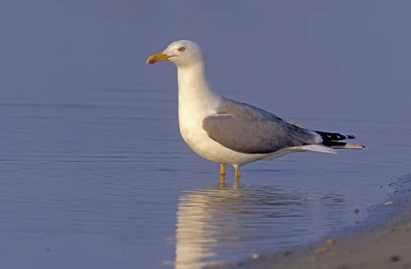 Larus cachinnans 黄色脚カモメ — ストック写真