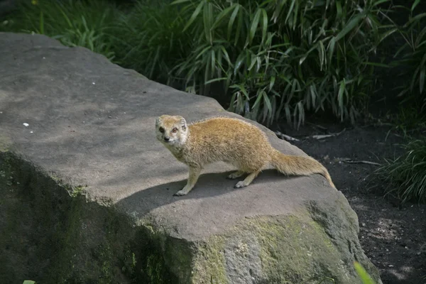 Yellow mongoose, Cynictis penicillata — Stock Photo, Image