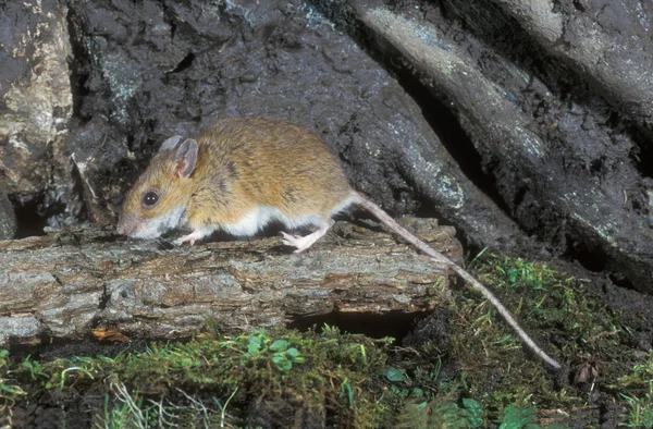 Mysz leśna, apodemus flavicollis, — Zdjęcie stockowe